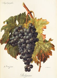 Bolgnino-drue av A. Kreyder av Alexis Kreyder