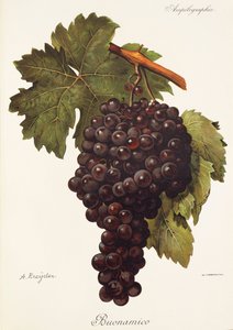 Buonamico-drue av A. Kreyder av Alexis Kreyder