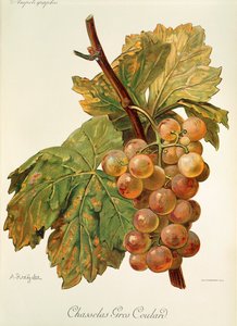 Chasselas Gros Coulard drue av A. Kreyder av Alexis Kreyder