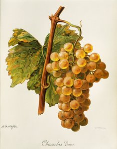 Chasselas gulldrue av A. Kreyder