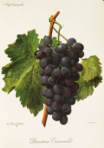 Regissør Tisserand drue av A. Kreyder