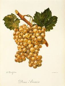 Dona Branca drue av A. Kreyder