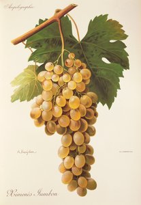 Himenes Jumbon-drue av A. Kreyder