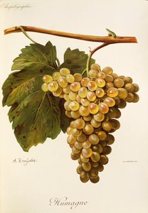 Humagedrue av A. Kreyder av Alexis Kreyder