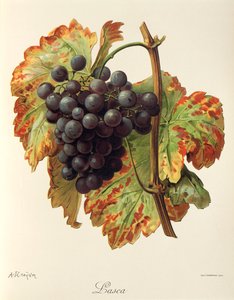 Lasca-drue av A. Kreyder av Alexis Kreyder