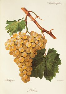 Liada-drue av A. Kreyder av Alexis Kreyder