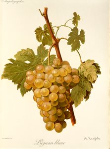 Lignan Blanc drue av A. Kreyder av Alexis Kreyder