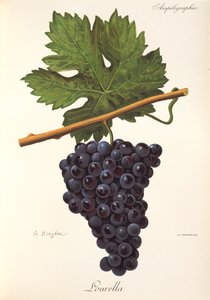 Lourella-drue av A. Kreyder av Alexis Kreyder