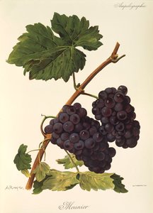 Meunier-drue av A. Kreyder av Alexis Kreyder