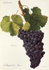 Miguel de Arco drue av A. Kreyder av Alexis Kreyder