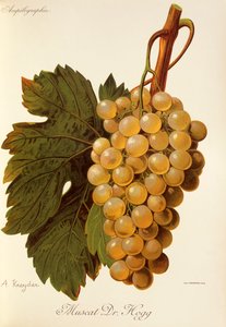 Muscat Dr. Hogg drue av A. Kreyder av Alexis Kreyder