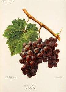 Noubi-drue av A. Kreyder av Alexis Kreyder
