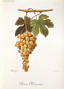 Pedro Mimenes drue av A. Kreyder av Alexis Kreyder