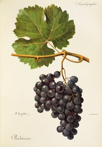 Piedirosso-drue av A. Kreyder av Alexis Kreyder