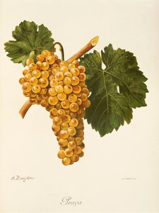 Arbeidsdrue av A. Kreyder av Alexis Kreyder