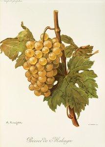 Precoce de Malingre drue av A. Kreyder av Alexis Kreyder