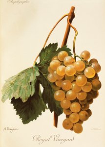Royal Vineyard-drue av A. Kreyder av Alexis Kreyder