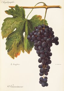 Sciascinoso-drue av A. Kreyder av Alexis Kreyder