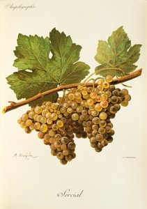 Sercial drue av A. Kreyder av Alexis Kreyder