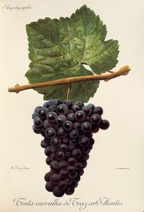 Tinta Carvalha de Traz-os-Montes drue av A. Kreyder av Alexis Kreyder