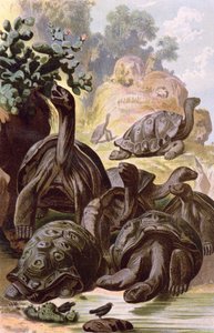 Kjempeskilpadder fra Galapagosøyene, fra en naturhistorisk bok, 1887