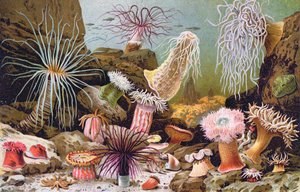 Sjøanemoner, fra en ungarsk naturhistorisk bok, ca. 1900
