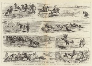 Fangst ville hester på Laramie-slettene, Nordvest-Amerika
