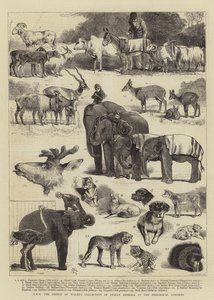 HKH Prinsen av Wales' samling av indiske dyr i Zoological Gardens