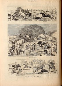 Grisejakt i Bengal av Alfred Chantrey Corbould
