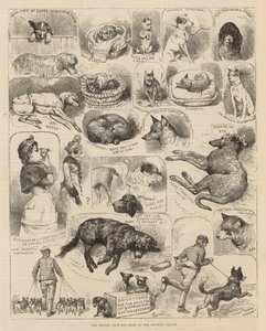 Kennelklubbens hundeutstilling på Crystal Palace av Alfred Chantrey Corbould