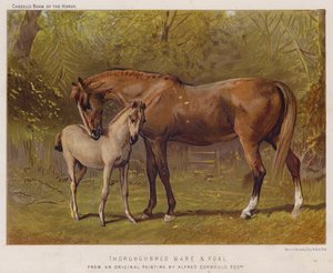 Fullblods hoppe og føll (farge litho) av Alfred Chantrey Corbould