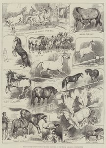 Hva kan gjøres med Wild Horses, Sketches at the Royal Aquarium, Westminster