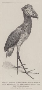 Et nylig tillegg til Natural History Museum, South Kensington, Whale-Headed Stork, fra Victoria Nyanza