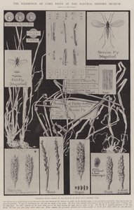 Utstillingen av kornskadedyr på Naturhistorisk museum