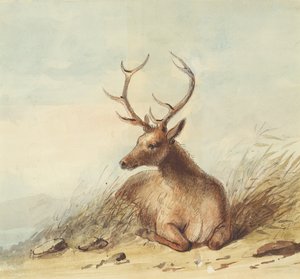 Elk, Rocky Mountains, ca. 1837 (blyant, penn og blekk og akvarell på papir) av Alfred Jacob Miller
