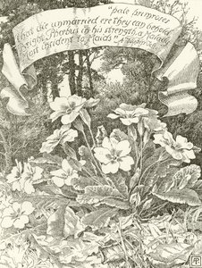 Bleke Primroser (gravyr) av Alfred Parsons
