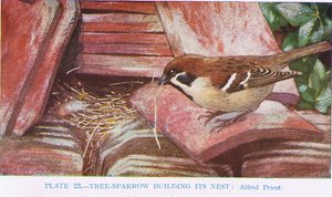 Spurv som bygger redet sitt, illustrasjon fra British Birds av Kirkman und Jourdain, 1966