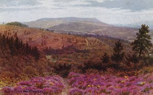 Blackdown fra bakhodet av Alfred Robert Quinton