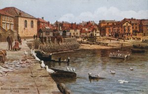 Måker i havnen, St Ives