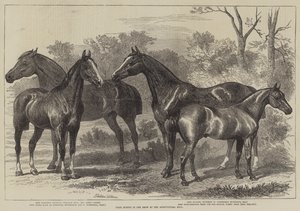 Premiehester i Utstillingen på Landbrukshallen av Alfred Sheldon Williams