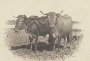  av Alfred Stieglitz