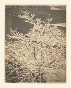  av Alfred Stieglitz