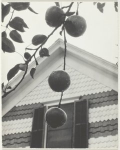 Gavl og epler av Alfred Stieglitz