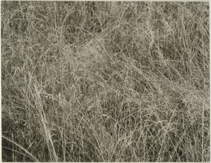 Gress av Alfred Stieglitz