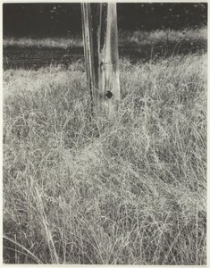 Gress og flaggstang av Alfred Stieglitz