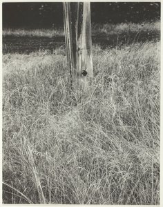Gress og flaggstang, 1933. av Alfred Stieglitz