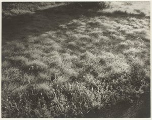 Gress og frost av Alfred Stieglitz