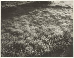 Grass and Frost, 1934. av Alfred Stieglitz
