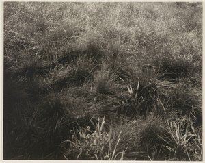  av Alfred Stieglitz