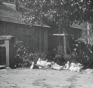 Gutach, 1894. av Alfred Stieglitz